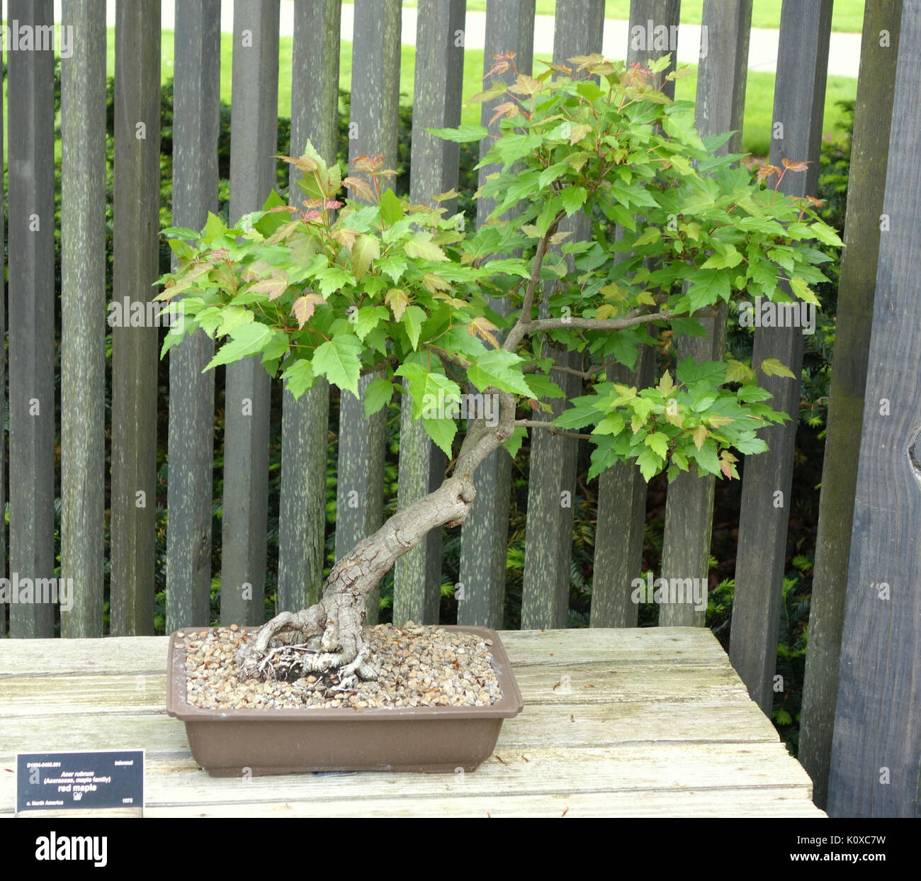 regenbogenbaum bonsai Seedeo Regenbogen-Eukalyptus (Eucalyptus deglupta) 200 Samen