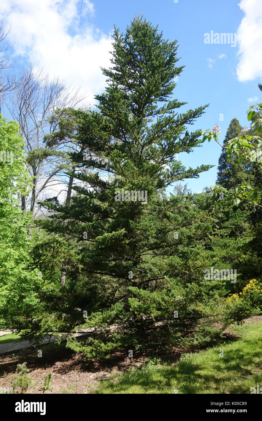 Abies homolepis   Stanley M. Rowe Arboretum   DSC03453 Stock Photo