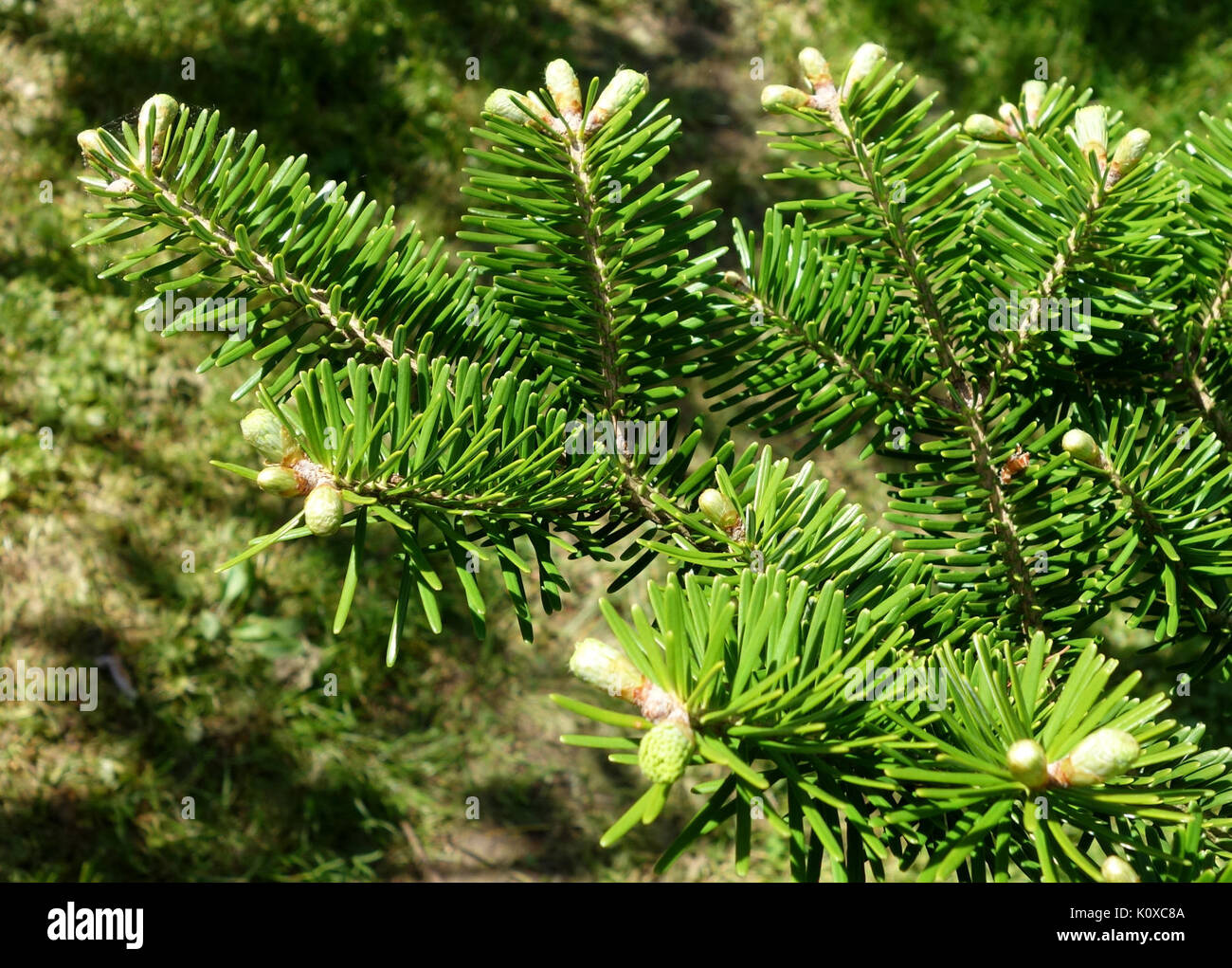 Abies homolepis   Stanley M. Rowe Arboretum   DSC03457 Stock Photo