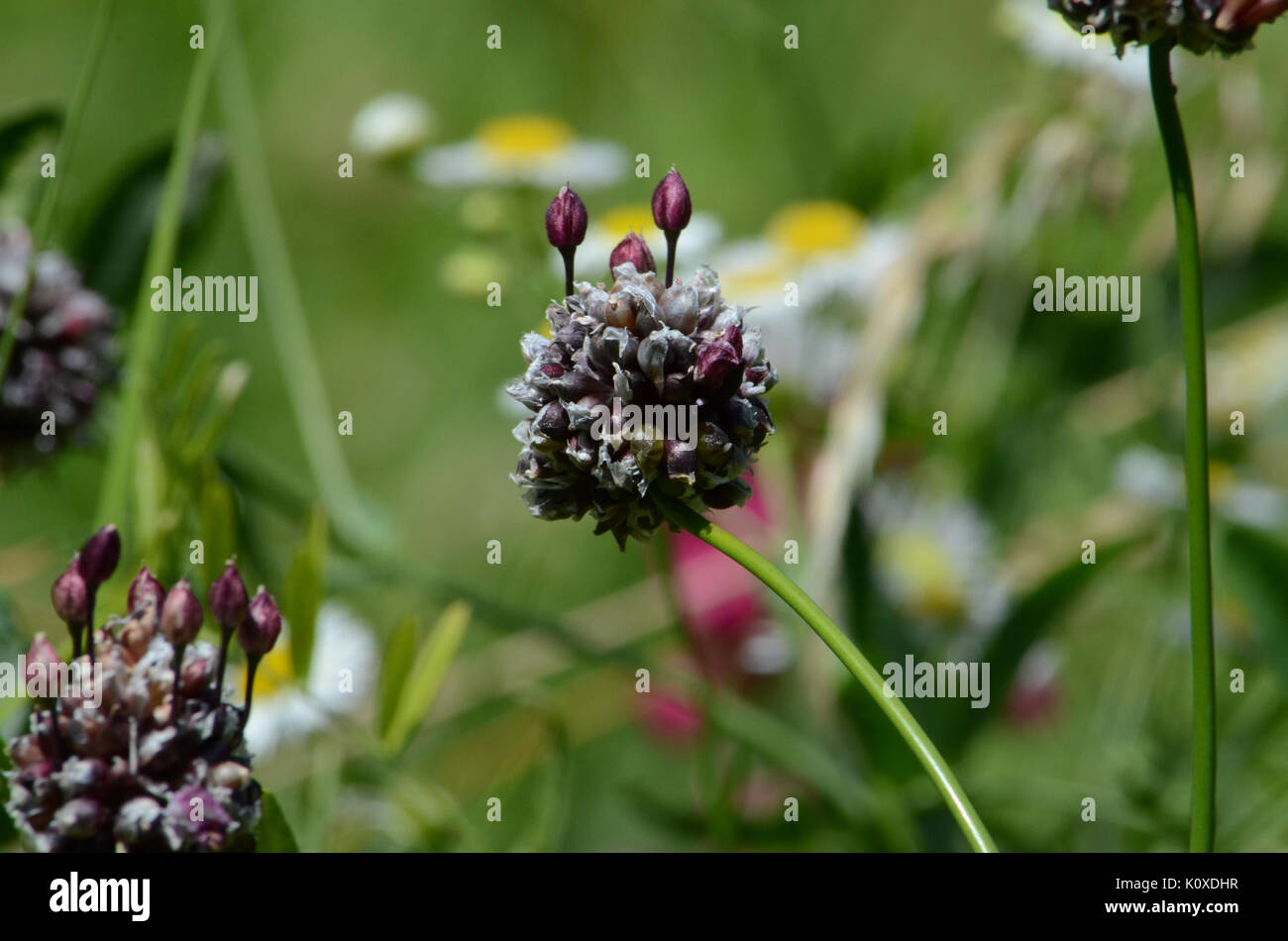 Allium scorodoprasum Vienna Stock Photo