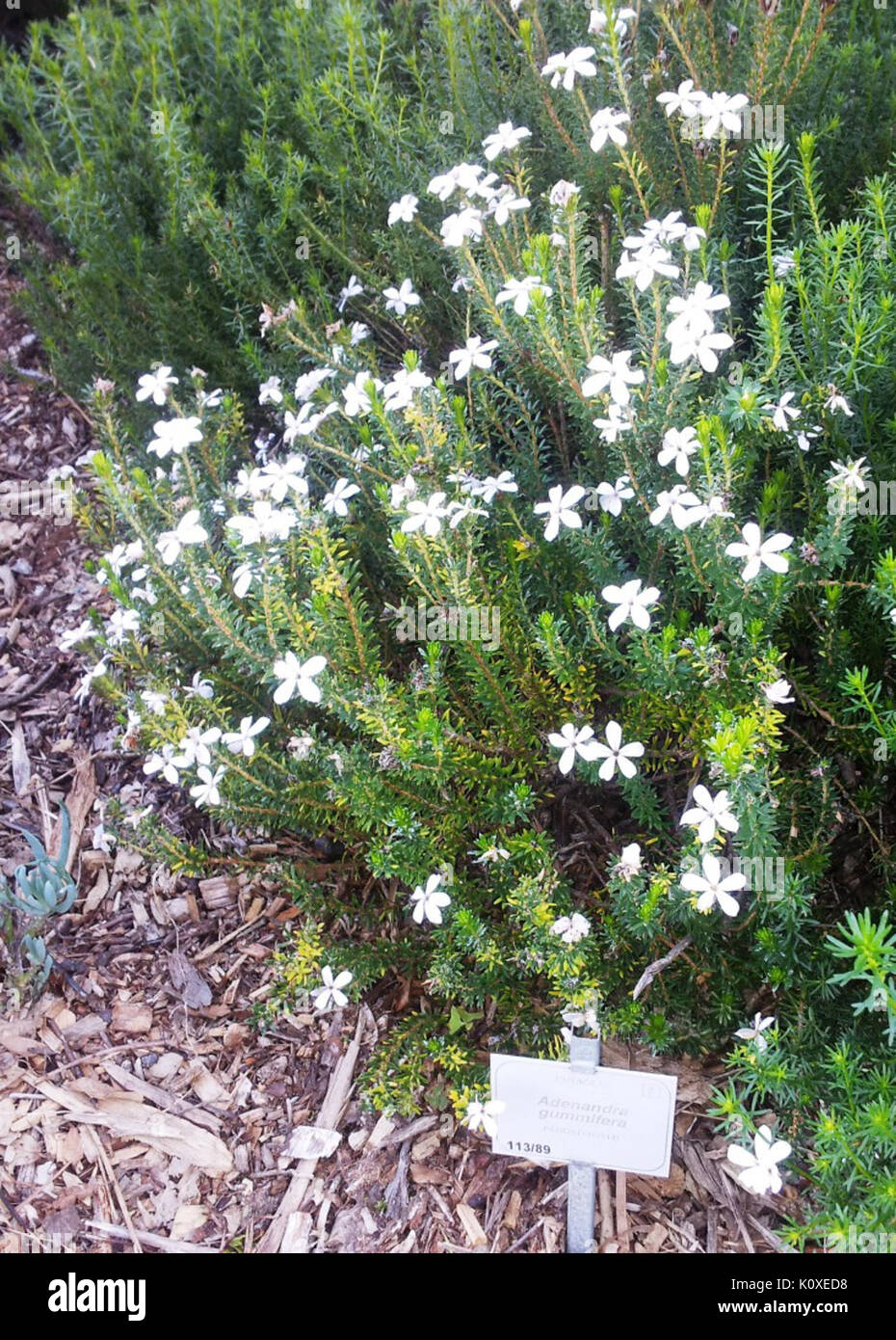 Adenandra gummifera renosterveld SA Stock Photo Alamy