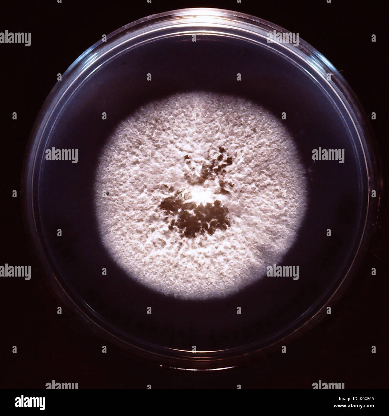 Fungal colony hi-res stock photography and images - Alamy
