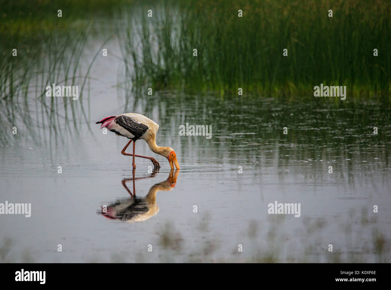 Painted stork dipped its beaks into the water looking for fish Stock ...