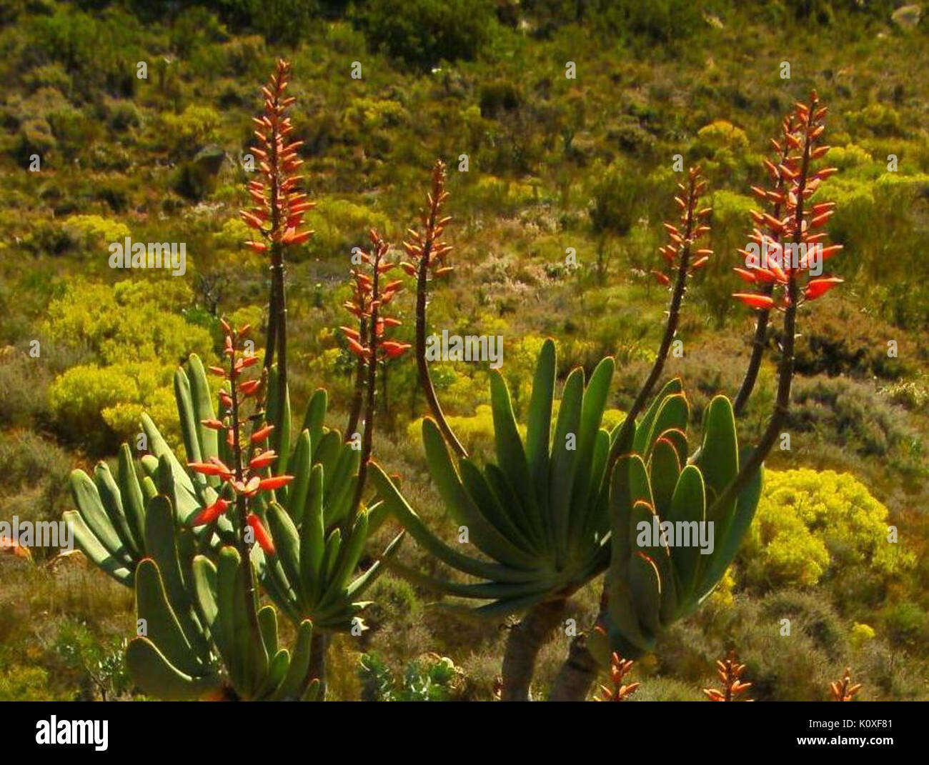 Aloe plicatilis in flower in the Western Cape SA 1 Stock Photo