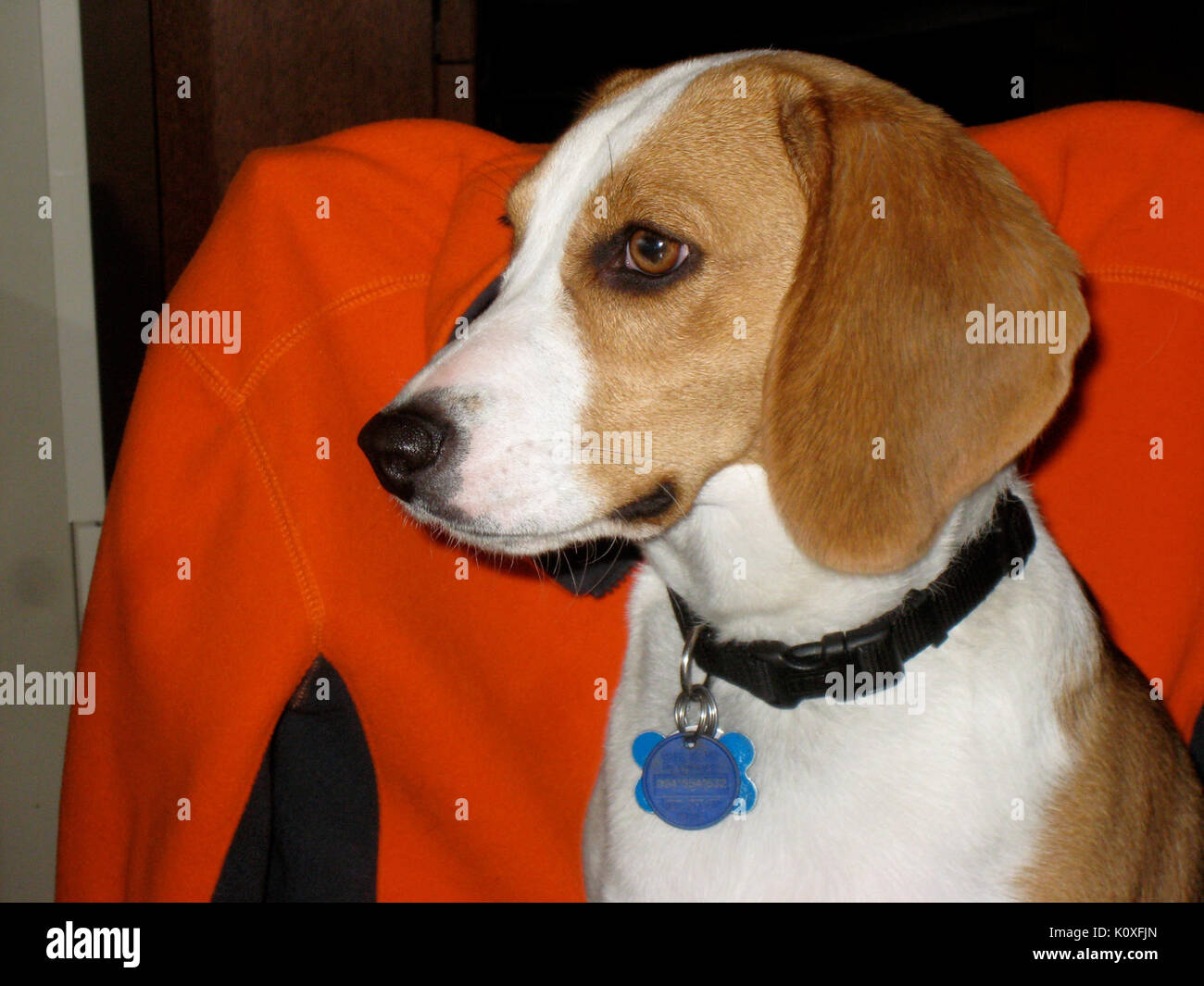 After discovering squirrels outside the window, Fresa has been intently focused (2217402039) Stock Photo