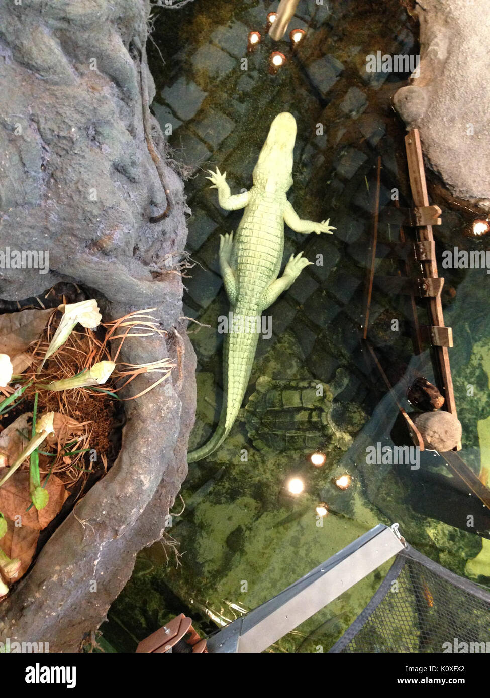 Albino diversity hi-res stock photography and images - Alamy