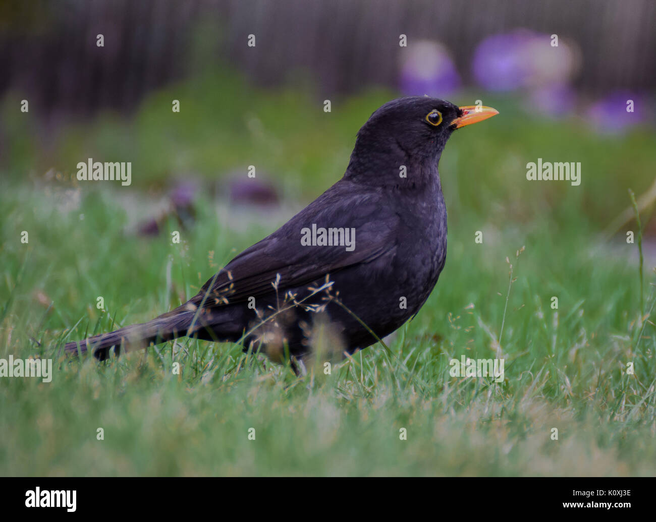 Bird in the grass hi-res stock photography and images - Alamy