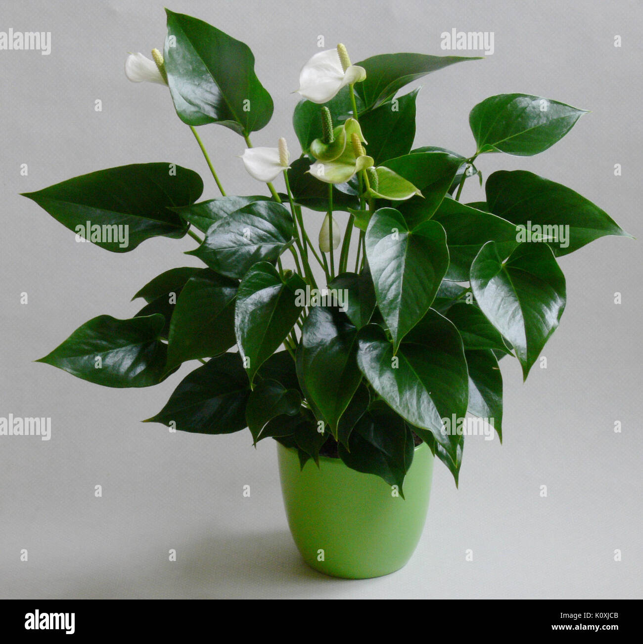 artificial potted grass plant Spotted Grass Potted