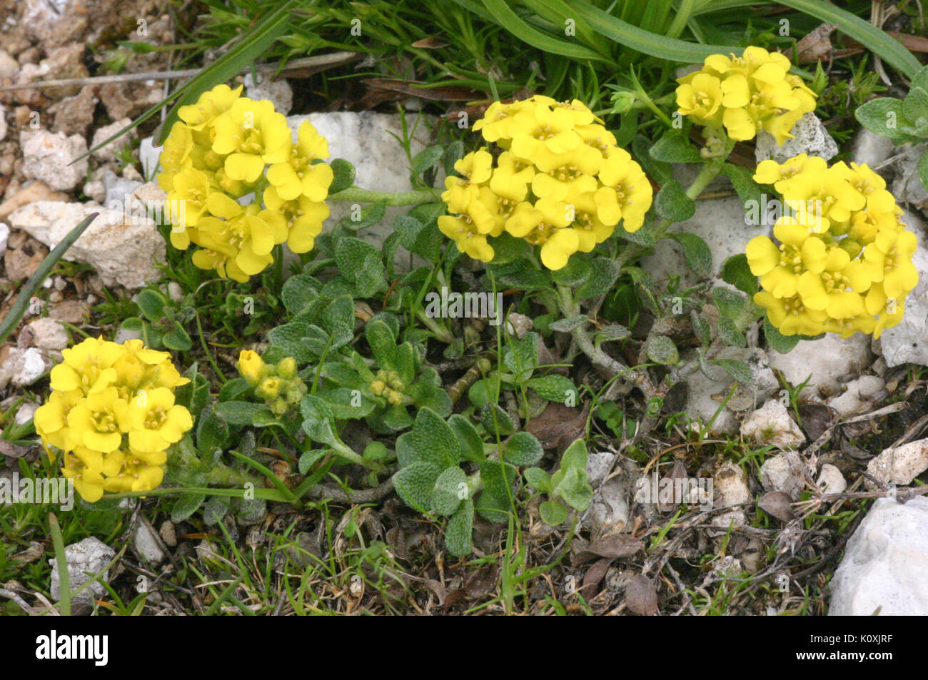 10 Alyssum ovirense Seeds