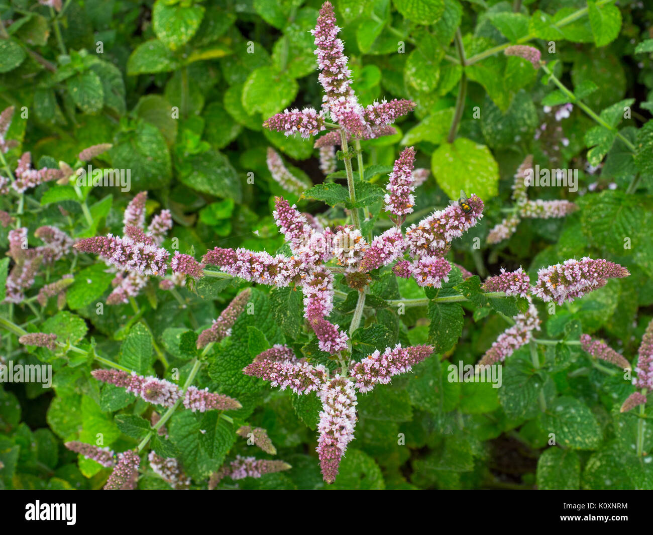 Mint Bowles Mentha rotundifolia Flowers and leaves Stock Photo