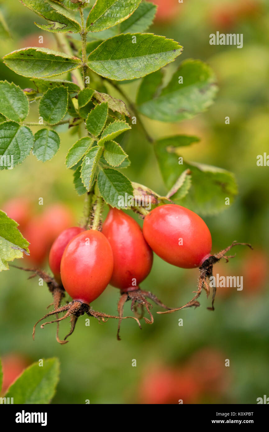 Rose Hips in autumn colour, England, UK Stock Photo