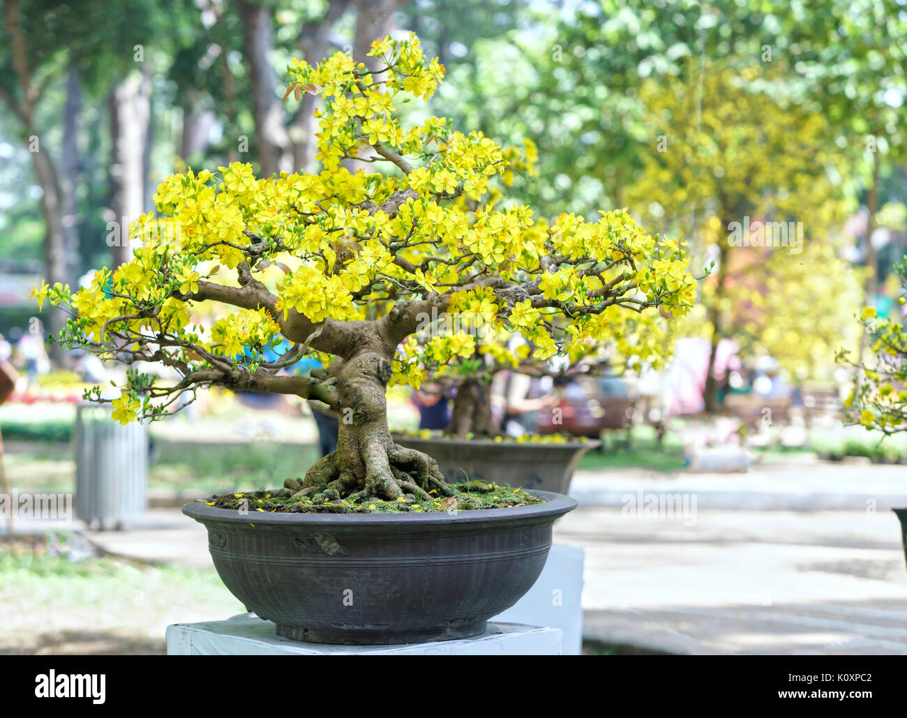 Apricot bonsai tree blooming in spring with yellow flowering branches  curving create unique beauty of spring in Vietnam Stock Photo - Alamy