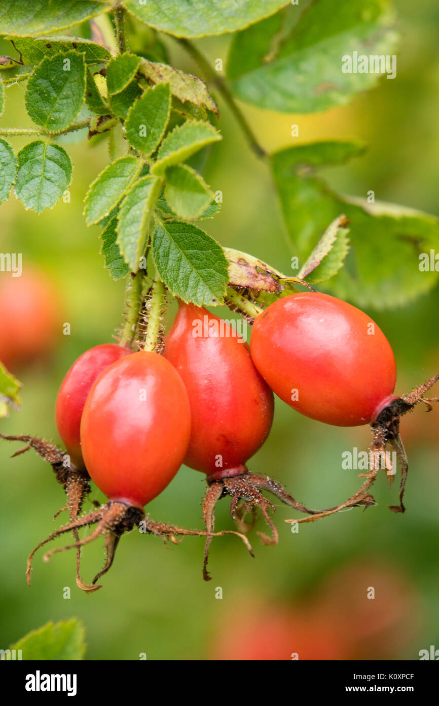 Rose Hips in autumn colour, England, UK Stock Photo