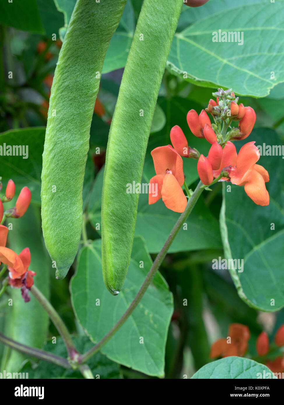 Runner Beans and Red runner bean flowers of Scarlet Emperor variety Stock Photo