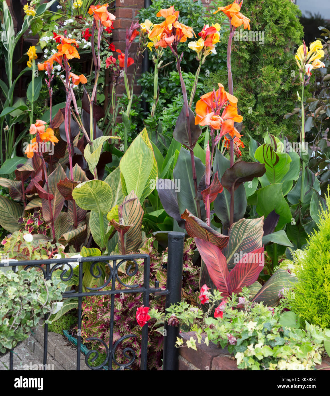Canna or Canna lily in a small garden, England, UK Stock Photo