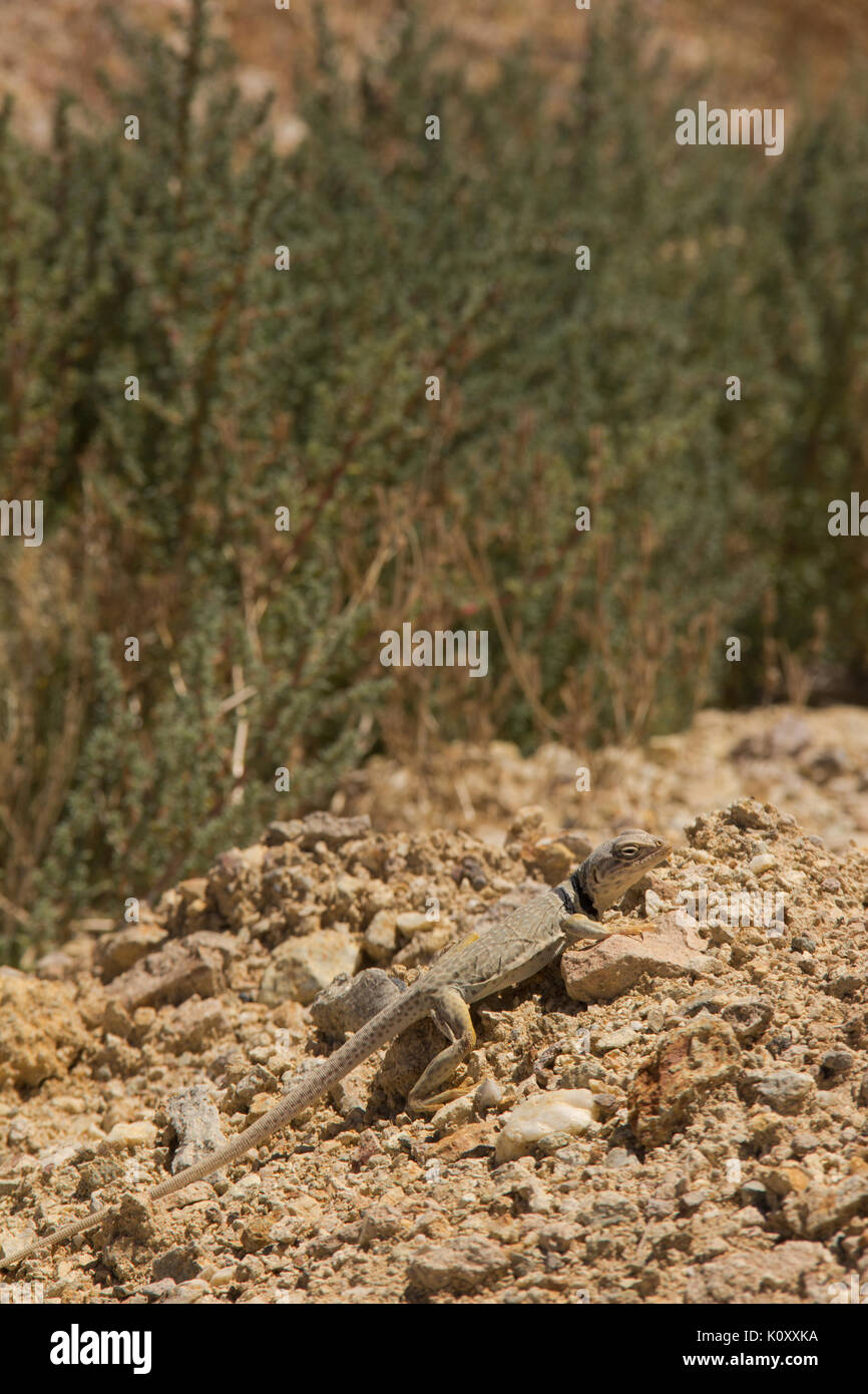 Nevada desert animals hi-res stock photography and images - Alamy Nevada desert animals hi-res stock photography and images - Alamy