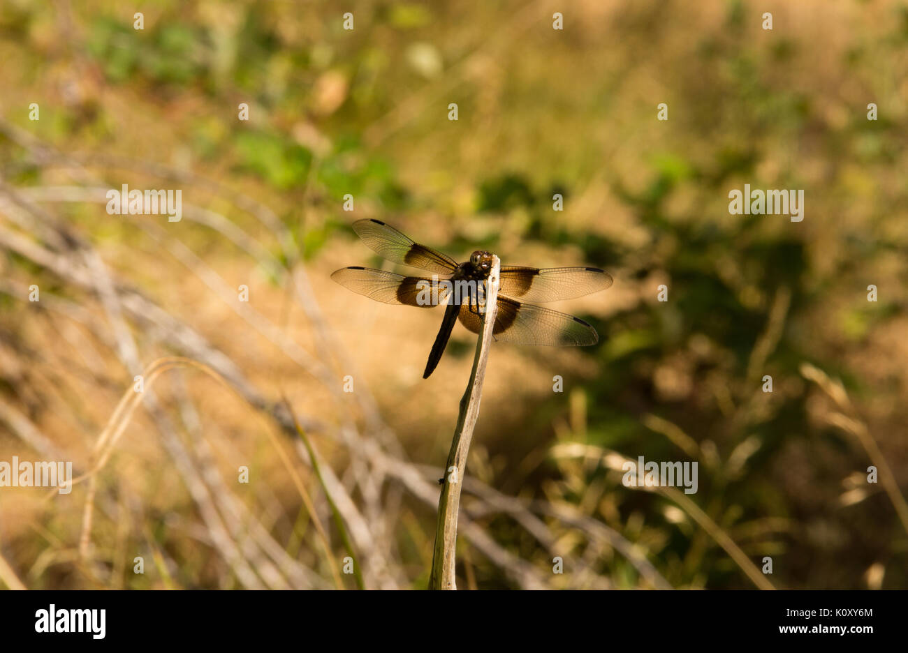 A dark brown Dragonfly (Anisoptera) on a stick in California Stock Photo