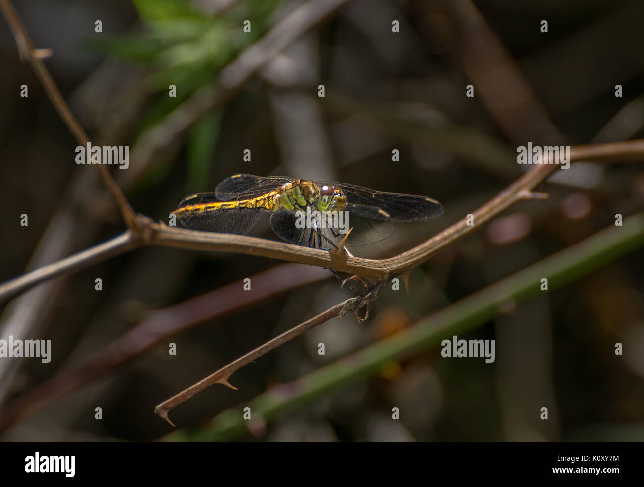 Big dragonfly on a branch Stock Photo - Alamy