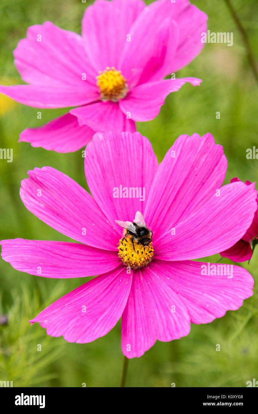 Insects on cosmos flower hi-res stock photography and images - Alamy