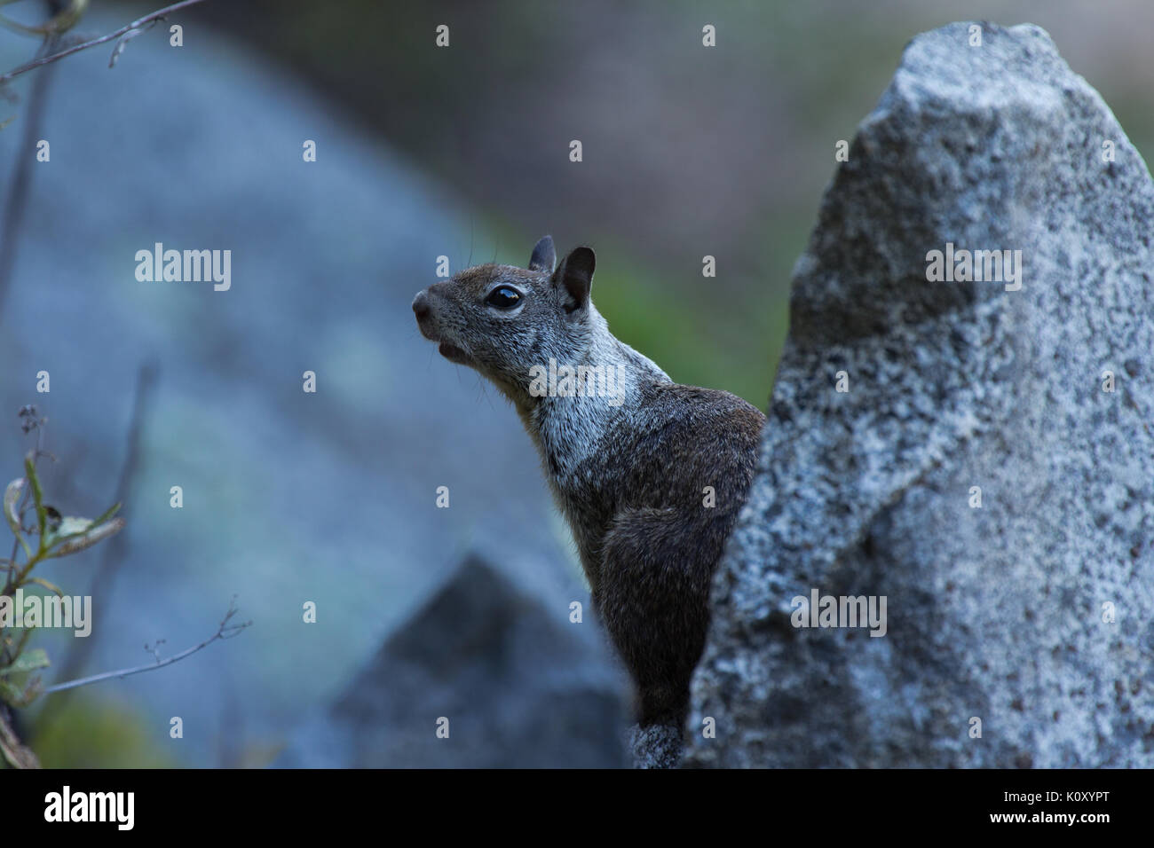 California Ground Squirrel (Otospermophilus beecheyi) on rocks near O'Shaughnessy Dam, Hetch Hetchy Reservoir. Stock Photo