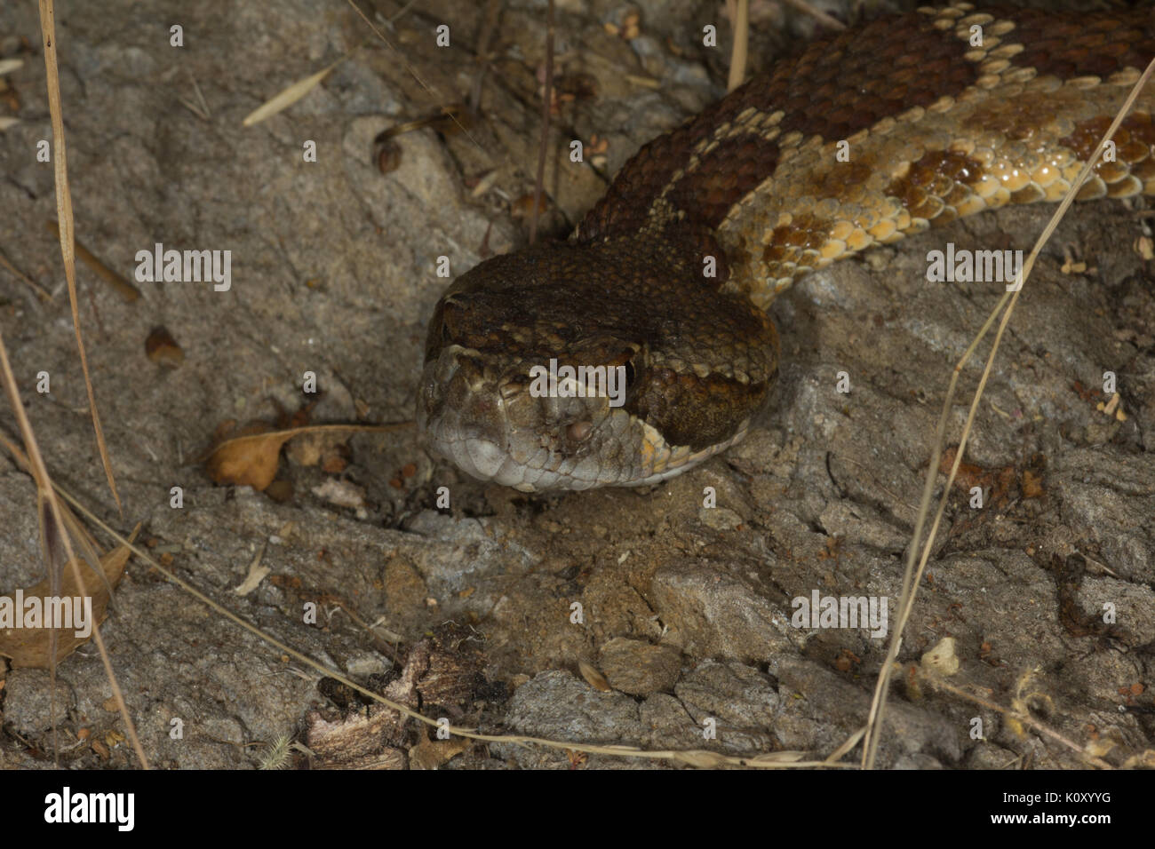 A Western Pacific Rattlesnake (Crotalus oreganus) in the undergrowth