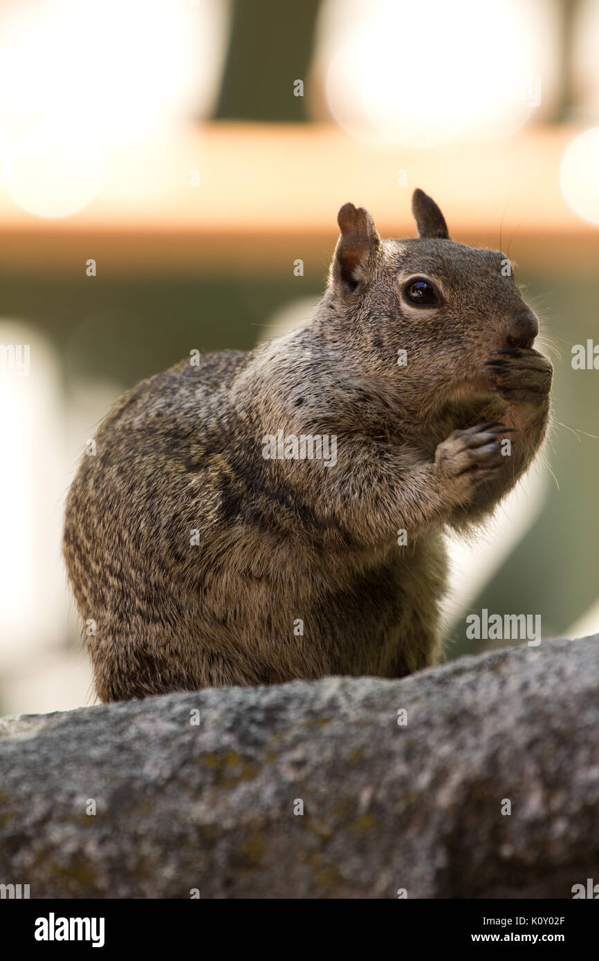 California Ground Squirrel Eating food from a picnic in Yosemite National Park, holding paws to its face Stock Photo