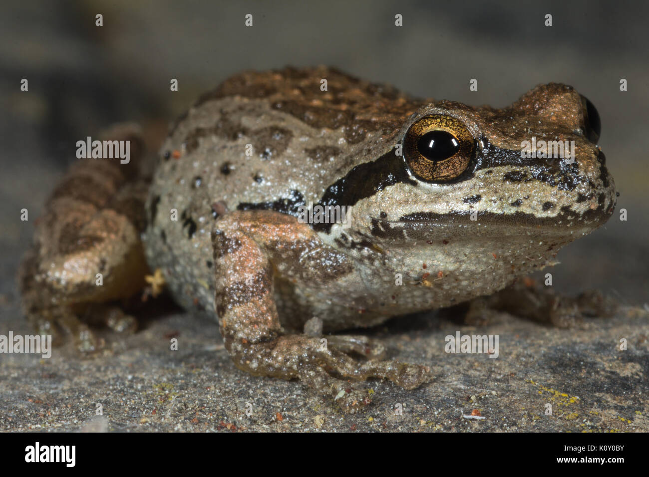 A small brown frog in California, near Yosemite National Park Stock