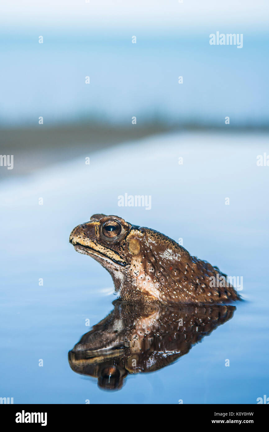Well, it's a toad Stock Photo