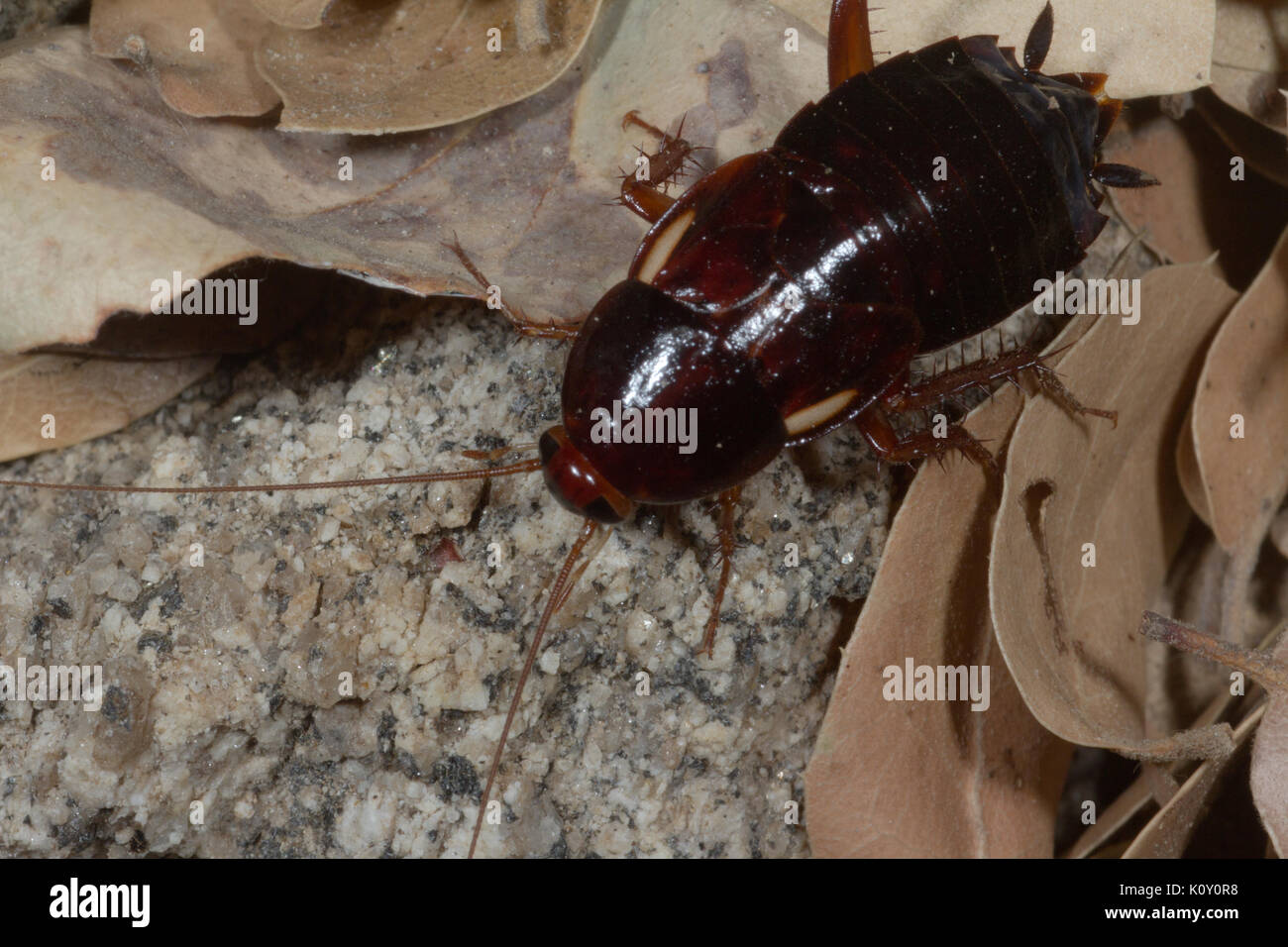 A small brown Cockroach among fallen leaves Stock Photo - Alamy