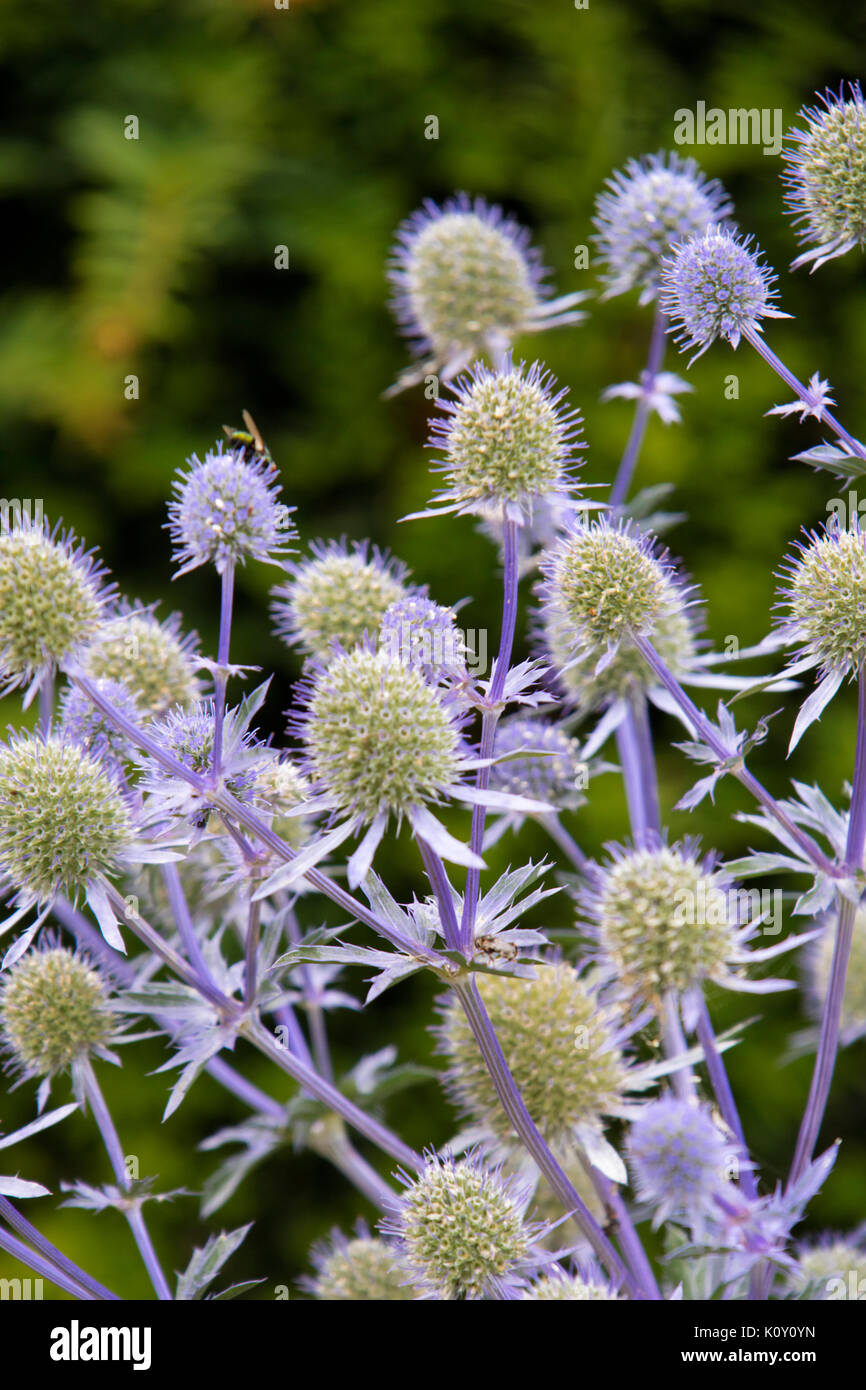 Eryngium bourgatii  (Mediterranean sea holly) Stock Photo