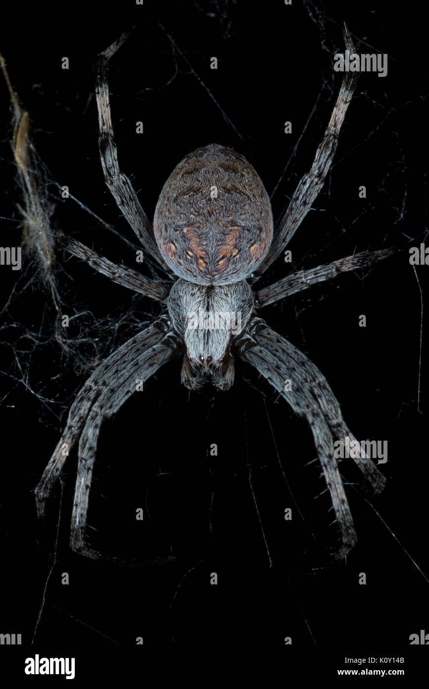 A large orb web spider near Three Rivers, California Stock Photo
