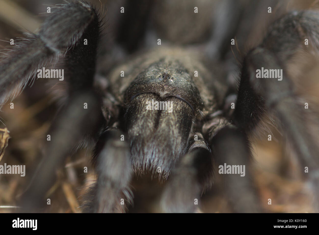 A Male California Tarantula (Theraphosidae) Stock Photo