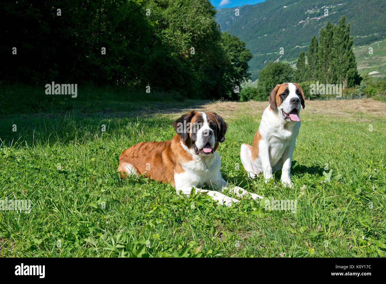 Switzerland, Valais, Martigny, SaintBernard , Barry dogs *** Local