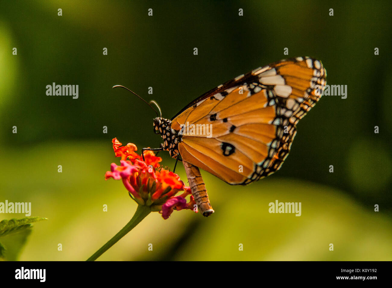 Travel butterfly hi-res stock photography and images - Alamy