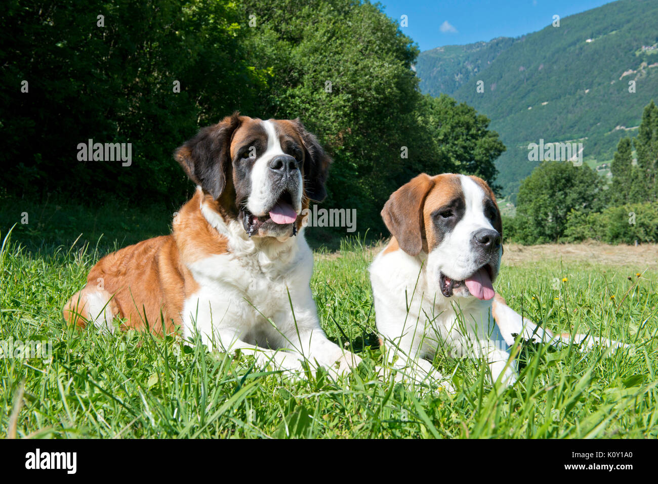 Switzerland, Valais, Martigny, SaintBernard , Barry dogs *** Local