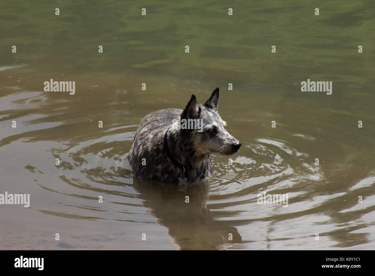 Grey dog (Canis lupus familiaris) cooling down in a lake during the California drought Stock Photo
