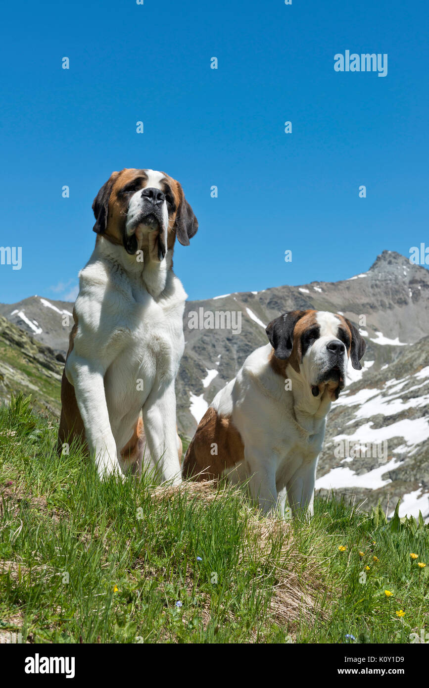 Bernhardiner Hund High Resolution Stock Photography and Images - Alamy
