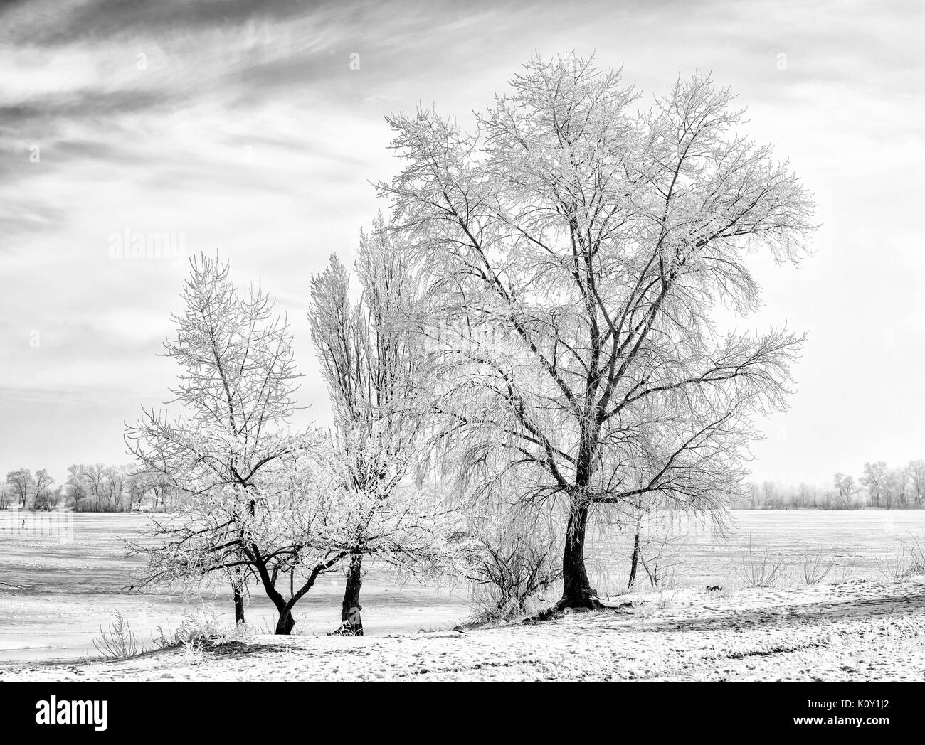 Black and white trees covered by frost, ice and snow close to the Dnieper River in Kiev, Ukraine, during winter Stock Photo
