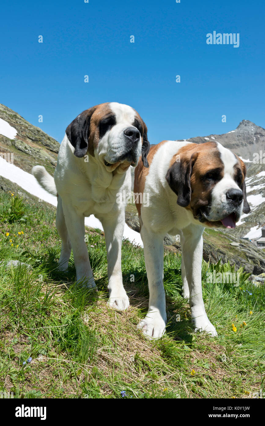 Switzerland Valais Col Du Grand Saint Bernard Barry Dogs