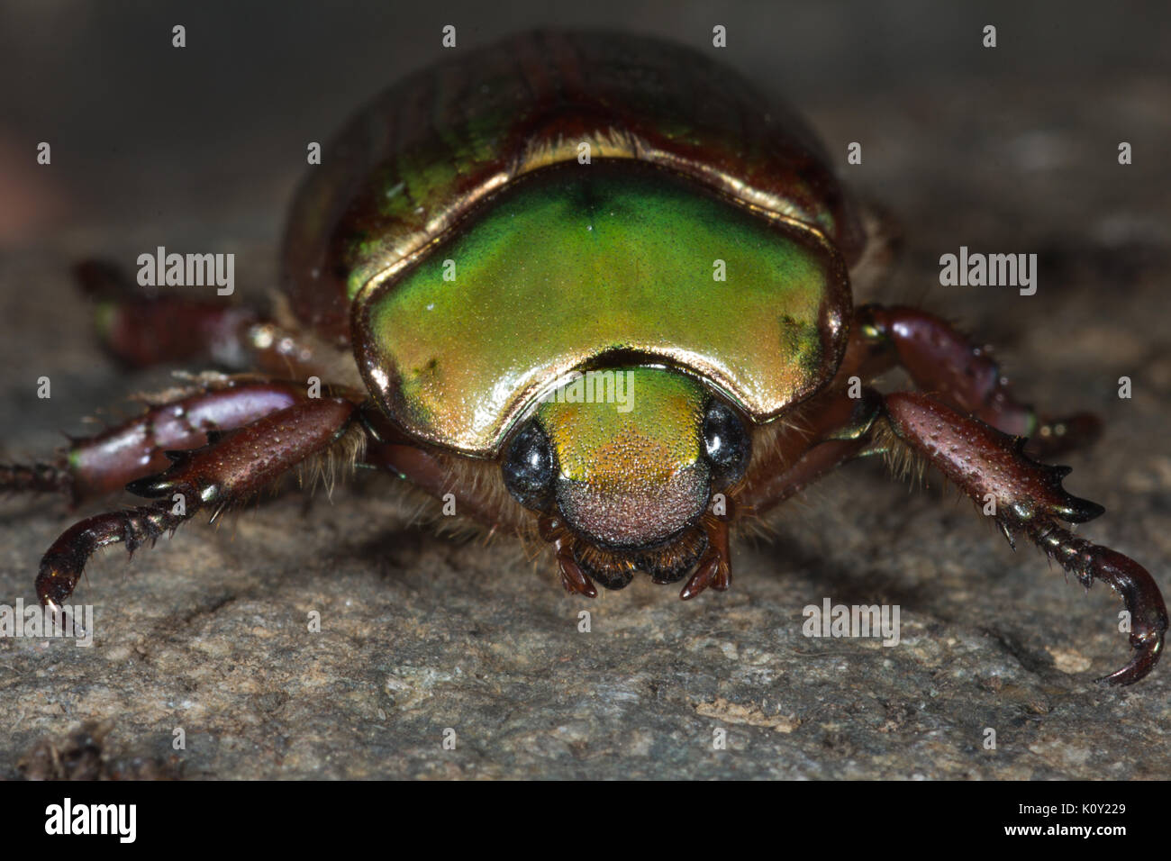 A Beyers Jewelled Scarab beetle (Chrysina (Plusiotis) beyeri) Stock Photo