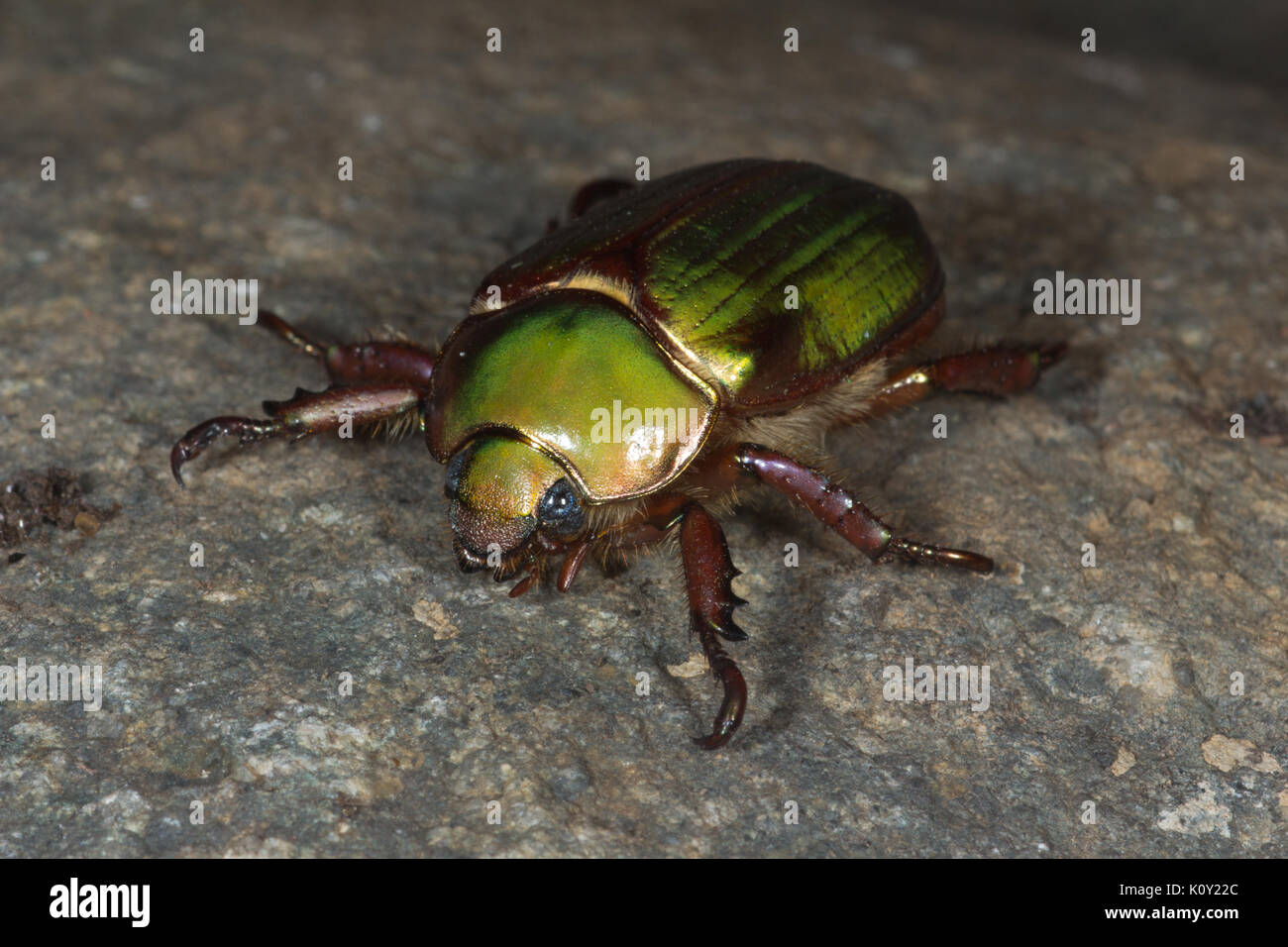 A Beyers Jewelled Scarab beetle (Chrysina (Plusiotis) beyeri) Stock Photo