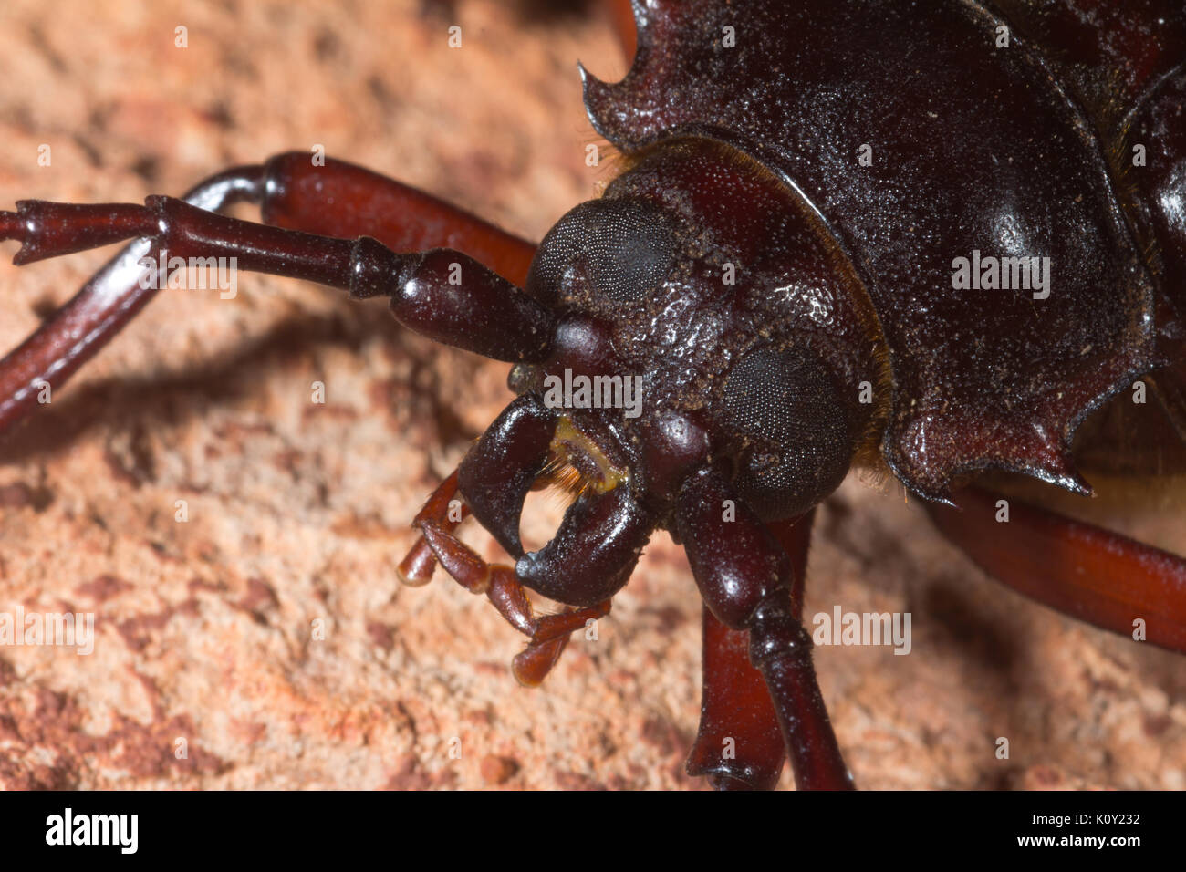 Close up view of the head of a Palo Verde beetle (Derobrachus geminatus) Stock Photo