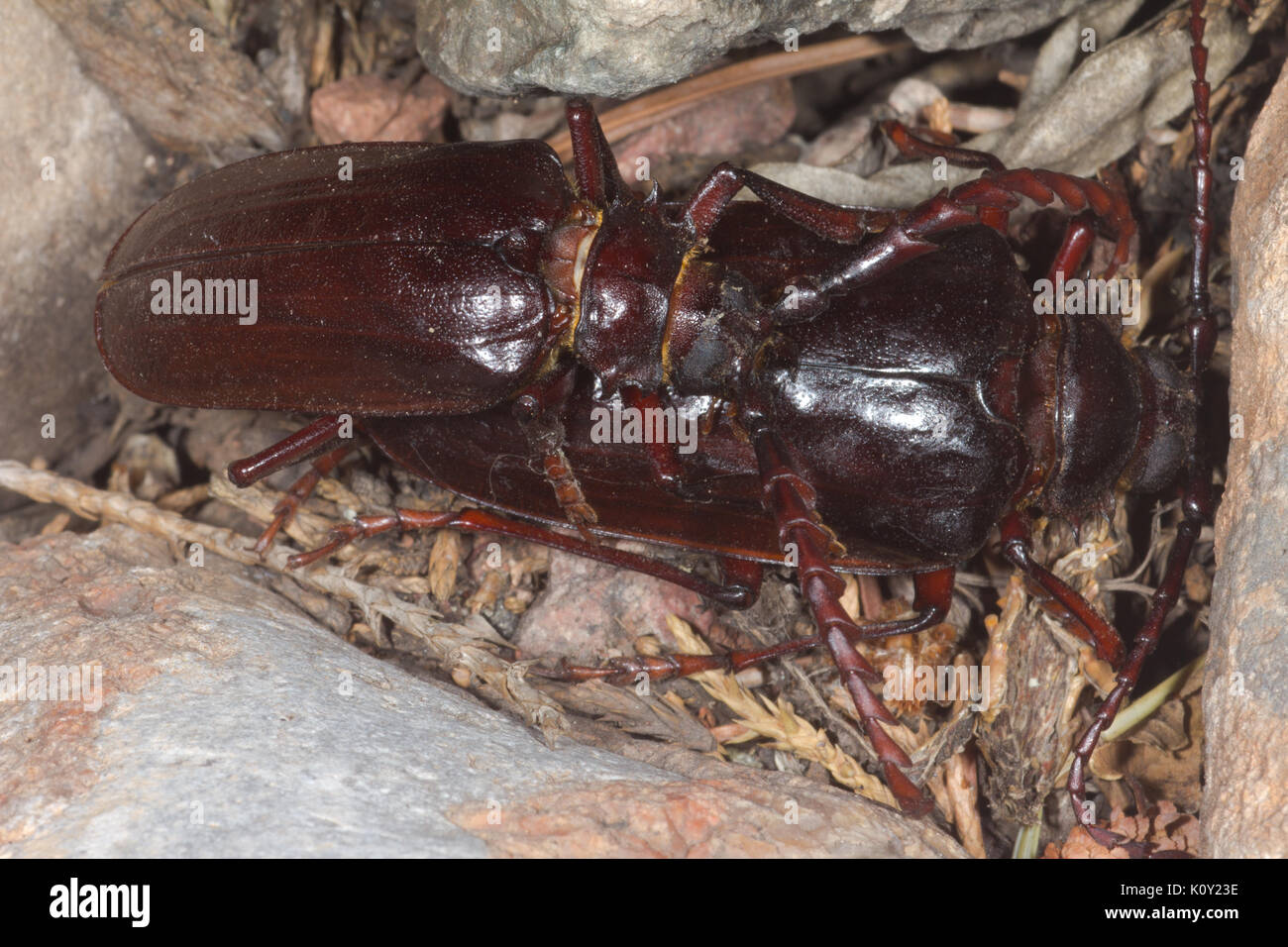 A pair of Palo Verde beetles (Derobrachus geminatus) mating, Arizona Stock Photo