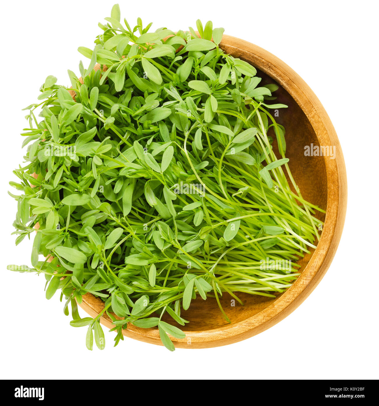 Le Puy green lentil sprouts in wooden bowl. Seedlings and cotyledons of Lens esculenta puyensis from Le Puy in Auvergne, France. Vegetable. Microgreen Stock Photo