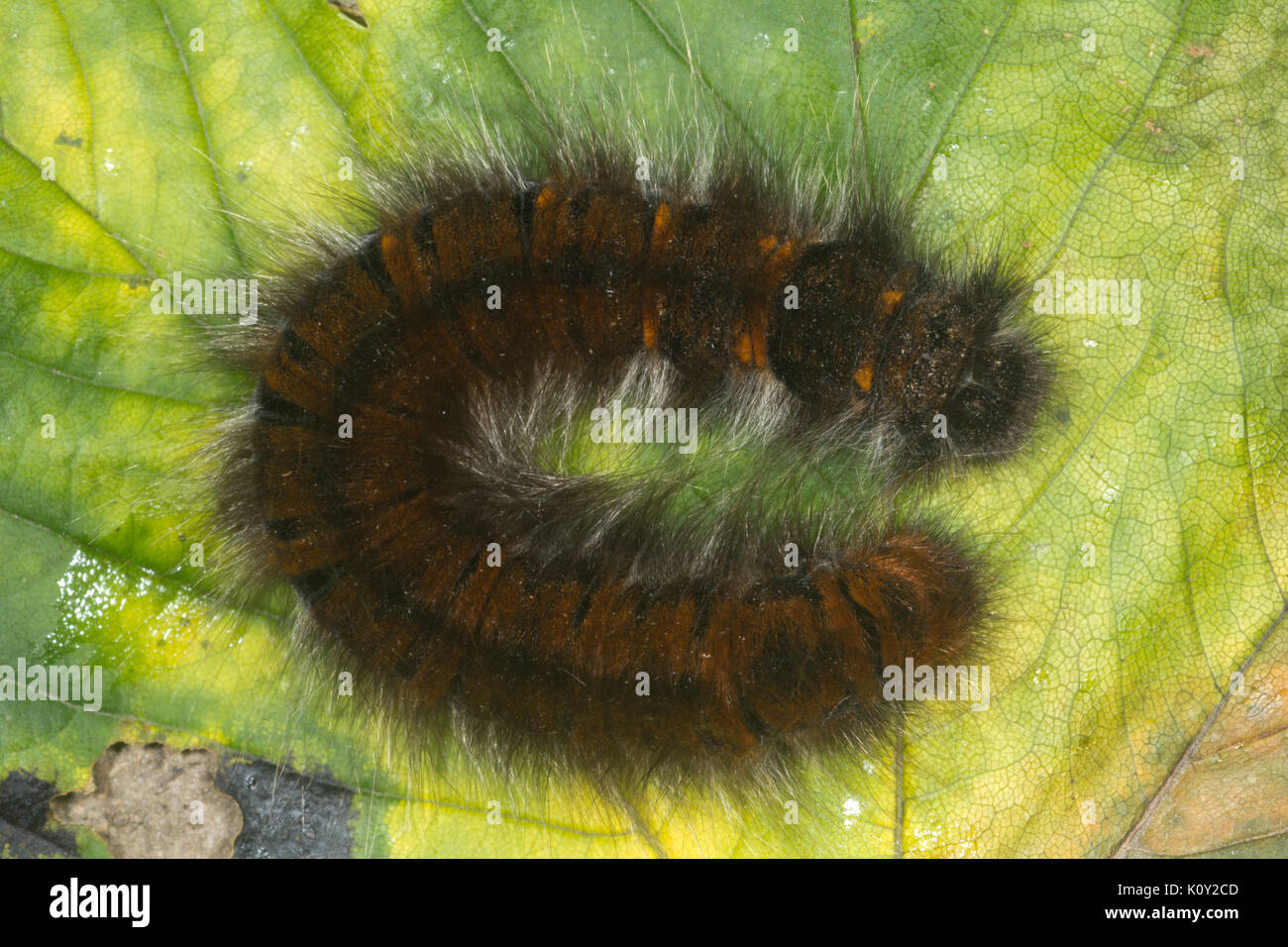 Overhead view of a Fox Moth (Macrothylacia rubi Stock Photo - Alamy