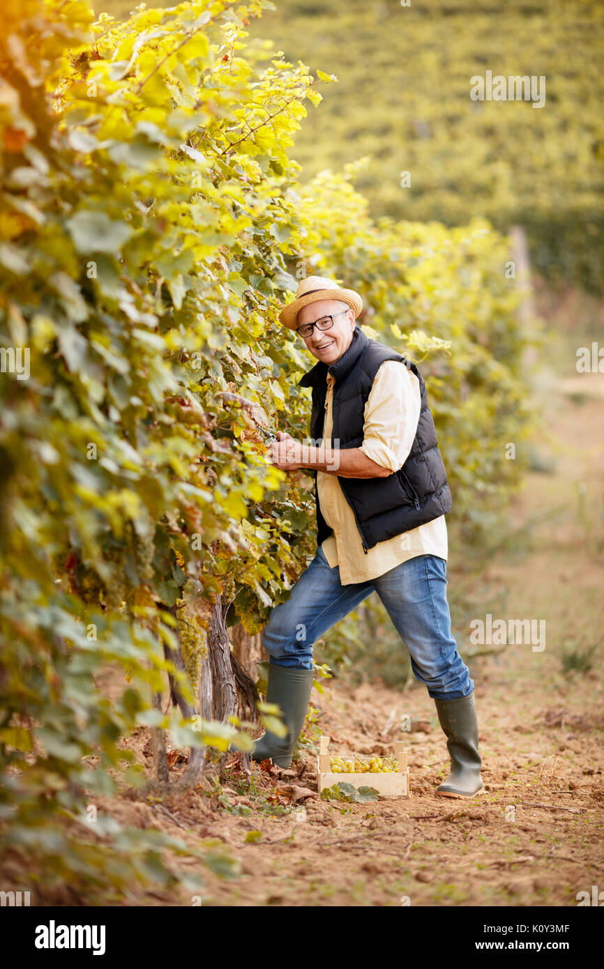 winemaker harvest the grape at his family vineyard Stock Photo