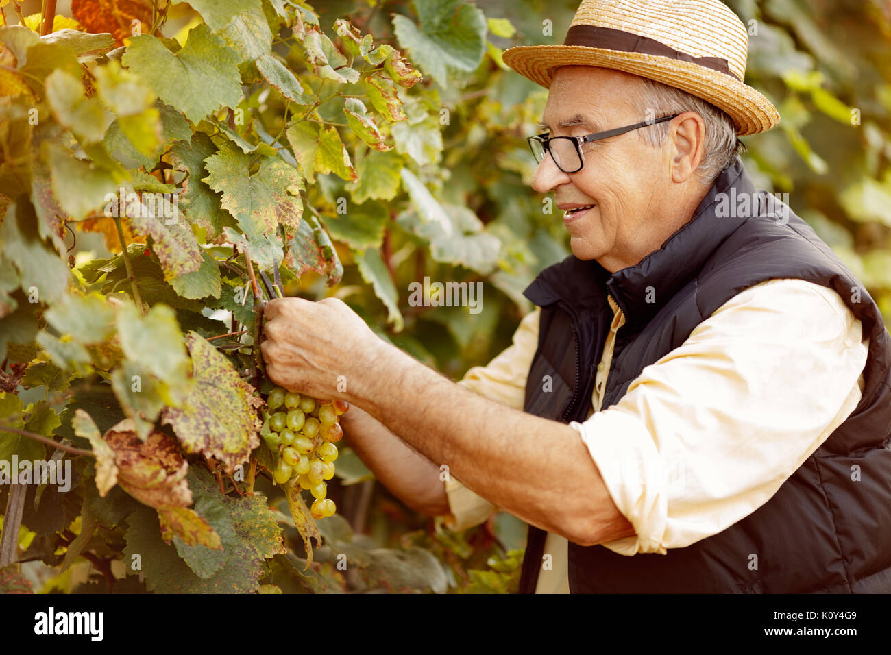 smiling winemaker harvest the grape at his family vineyard Stock Photo