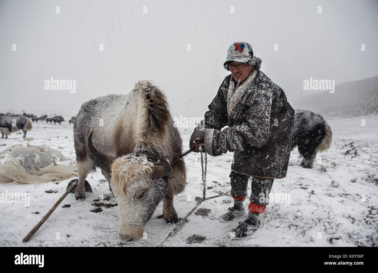 Tibetan nomads herding yaks at 4400mts high in the Tibetan plateau Stock Photo