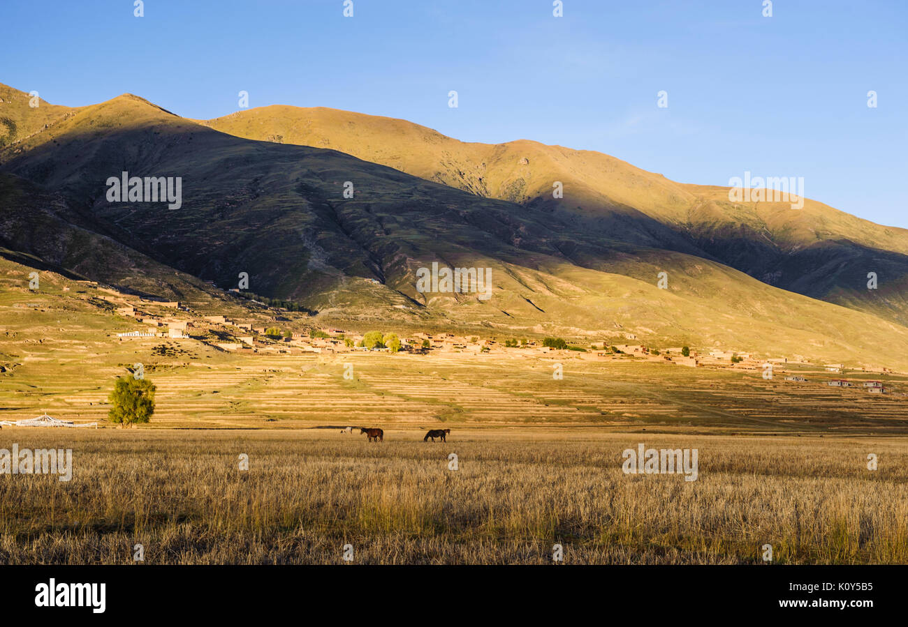 Horses on the grasslands of the Tibetan plateau Stock Photo