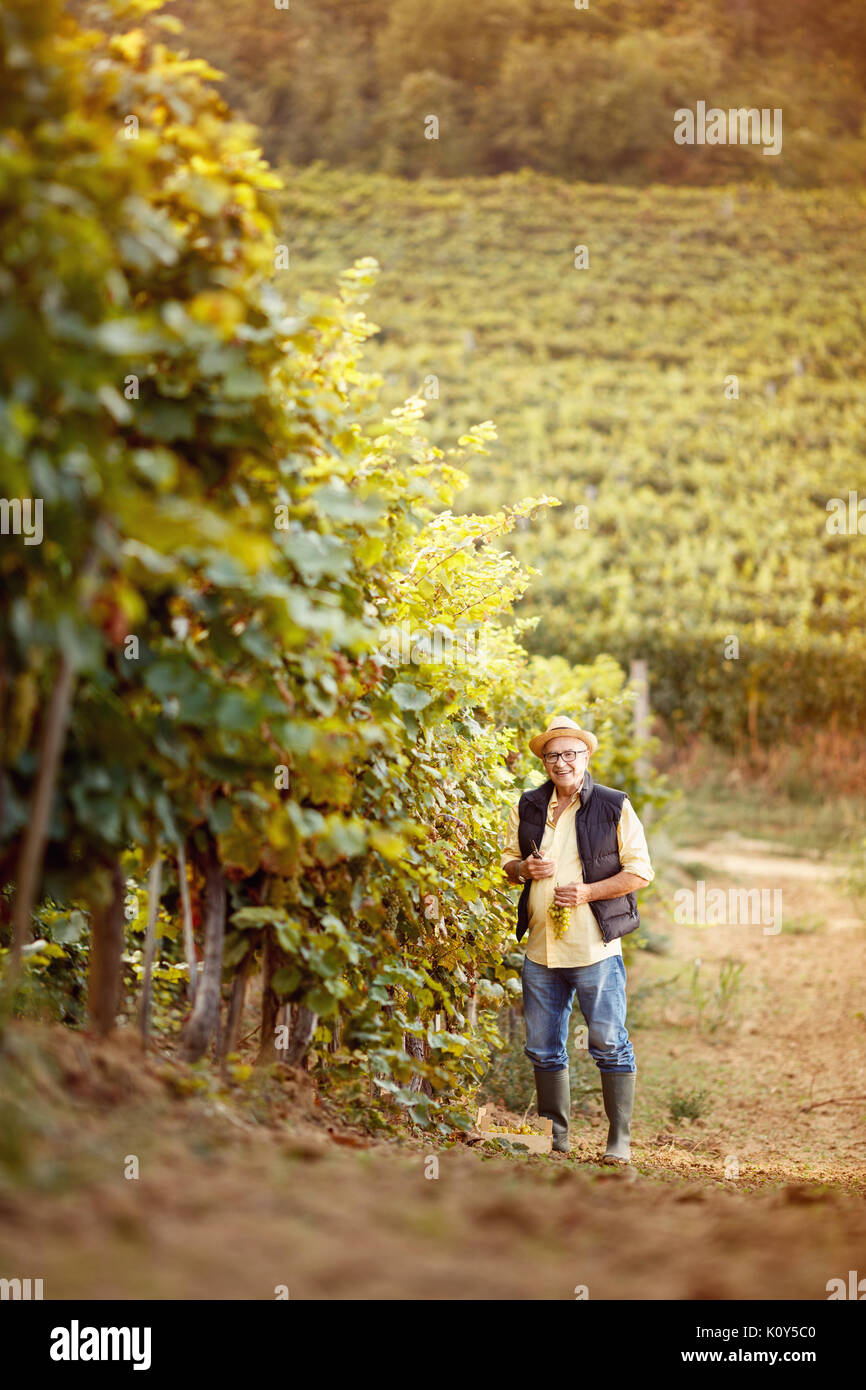 smiling man harvest the grape at his family vineyard Stock Photo